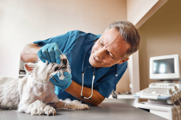 Best Weekend Emergency Dentist in Grenelefe, FL